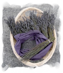 Dried lavender bundles ready to process
