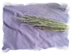 dried lavender stem