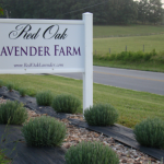 Red Oak Lavender