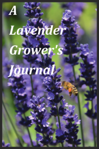 A Lavender Grower's Journal